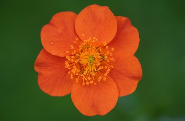 close up view macro closeup of a geum avens orange flower. pistils and stamens. Green background. High quality nice photo
