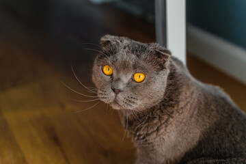 A young cat Scottish Fold is lying on the floor of the house