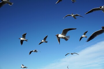 a lot of seagulls Black-headed gulls birds on the blue sky with clouds. Sea or ocean nice picture. Summer day. Background pattern. High quality photo