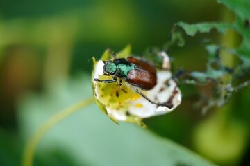 close up view macro closeup Melolonthinae scarab beetle pest Scarabaeidae. Green head and brown body and wings. Seats and eat flower. High quality photo
