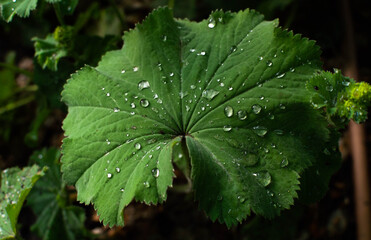 rain drops on a leaf of Lady's Mantle Plant