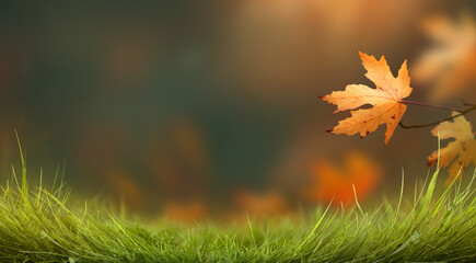 A golden yellow brown leaves in an autumn garden and grass background with copy space for seasonal messages.