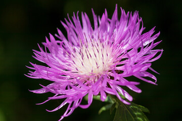 Obraz premium thistle flower