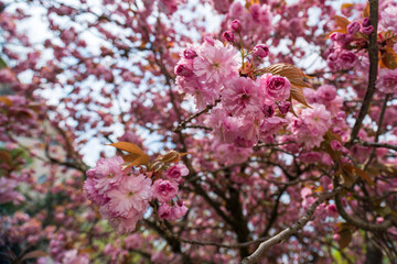 Fototapeta premium pink cherry blossom