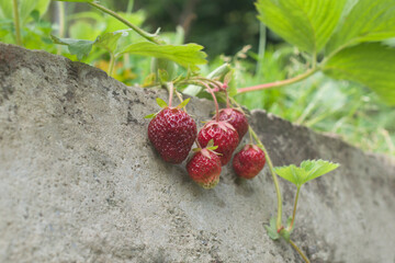 Concrete background with a green bush and ripe strawberries.