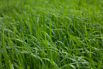 Fototapeta na wymiar Wet green grass. Wet plant texture.
