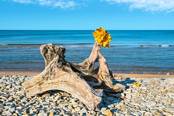 Coast at Toila-Oru park. Baltic States, Estonia