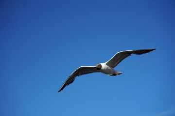 Fototapeta na wymiar Lonely seagull Black-headed gull bird on the clear blue sky. Sea or ocean nice picture. Summer day. Background pattern. High quality photo