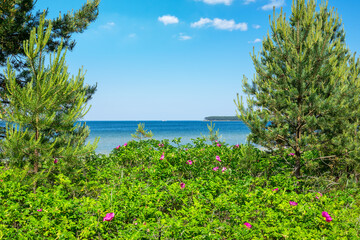 Fototapeta na wymiar Rosehip bushes on the seashore. Estonia