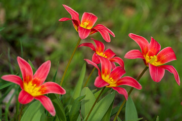 red and yellow flowers