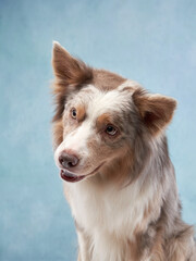 portrait of a dog on a blue background. Cute border collie on color