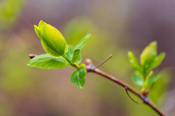 Fototapeta na wymiar leaves in spring