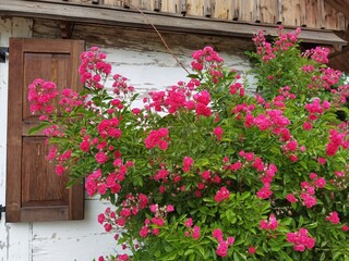 Fototapeta na wymiar Pink rose bush is blooming near old house with brown wooden shutter.