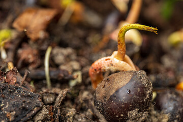 sprouts of a chestnut