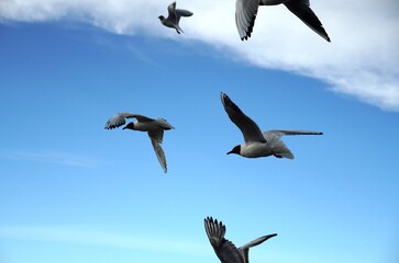 Obraz premium a lot of seagulls Black-headed gulls birds on the blue sky with clouds. Sea or ocean nice picture. Summer day. Background pattern. High quality photo