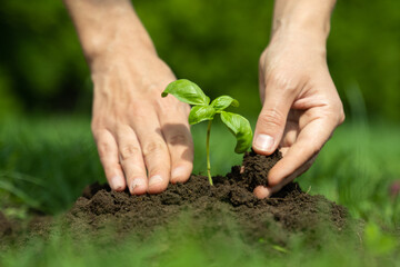Female hands planting young plant. Concept of farming and environment protection