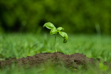 Seedlings grow from fertile soil. The concept of ecology and ecological balance