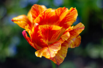 orange flower in the garden