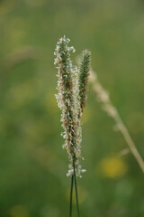 Blühendes grünes Gras / Gräser (Pollen / Allergie) - Hochformat in einer Wiese im Frühling / Sommer - freigestellt vor natürlichem Hintergrund