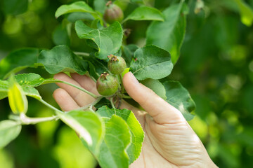 A woman's hand touches a beautiful little green apple on a tree branch