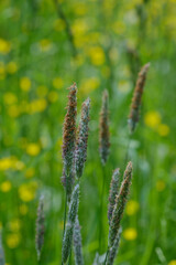 Blühende Gräser in einer natürlichen Wiese mit gelben Punkten im Hintergrund (Pollen / Blütenstaub / Allergie)