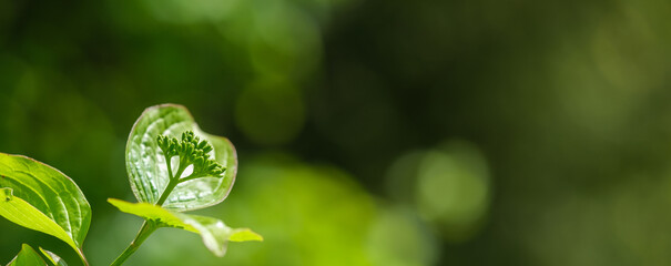 Die Gartenpflanze Hartriegel (lat.: Cornus) mit unreifen grünen Beeren im Sommer - vor einem...