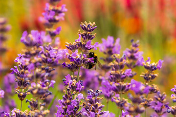 field of lavender