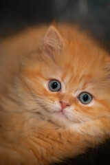 Brisith Long hair kitten worried look