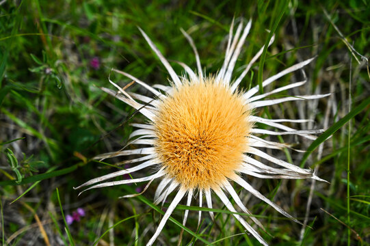 Carlina acaulis, close up. Blooming stemless carline thistle on meadow. silver thistle on the field. 
