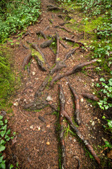 Fototapeta premium Racines dans les gorges de Thurignin à Belmont-Luthézieu, Ain, France