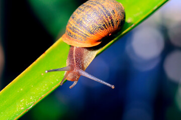 snail on a leaf