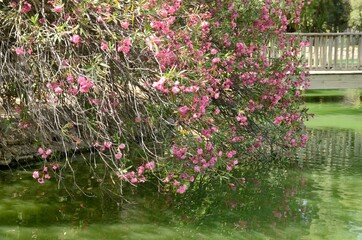Pink flower bush on pond in Seville, Spain