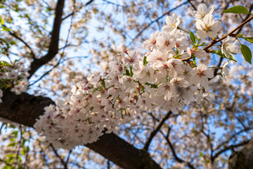 Obraz premium blooming tree