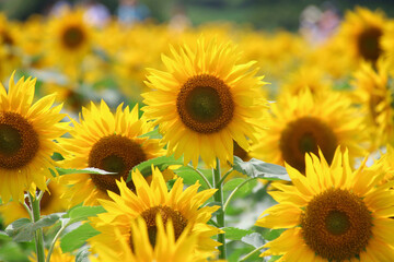 布引風の高原・ひまわり（福島県・郡山市）