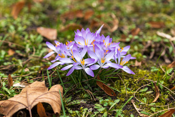 spring crocus flowers