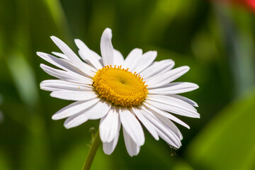 Obraz premium daisy flower closeup