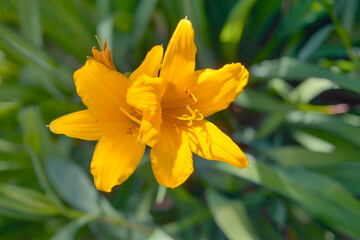 Yellow lily flower front of the blurry dark green leaves.