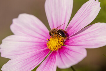 Fototapeta premium bee on a flower