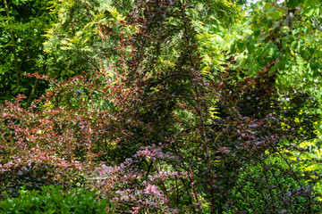 Beautiful purple foliage on curved branches of barberry. Large beautiful bush of Berberis thunbergii Atropurpurea on blurred background of evergreens. Selective focus. Nature concept for design.