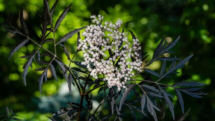 Amazing flowering of black sambucus bush (Sambucus nigra) Black Lace. Close-up of delicate pink inflorescence against dark green blurred background. Selective focus. Nature concept for design