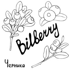 Blueberry berries sketch vector illustration. The image of the contour of branches and bunches. Hand drawn. Isolated on white background.