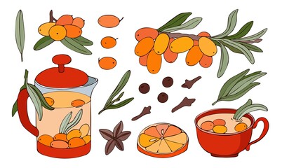Hand drawn colorful branches, berries and leaves of sea buckthorn. Vector illustration. Image of a teapot, glass, brewed tea with spices.