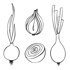 Contour vector illustration of onion with leaves. Image of fresh vegetables, summer season. Drawn by hands. Isolated over white background.