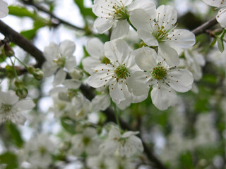 cherry tree blooms luxuriantly with white flowers in the spring in the garden