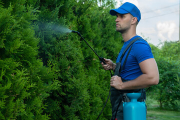 Gardener applying insecticide fertilizer to his thuja using a sprayer