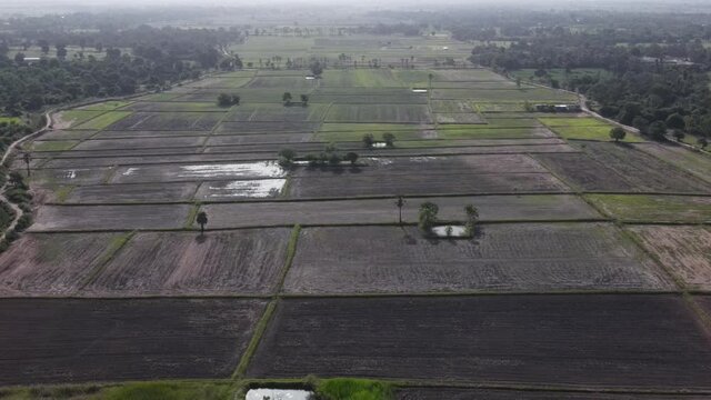 Rice field in the countryside are industrial and made money of the local in Thailand.