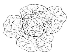Cabbage. Graphic drawing in the Doodle style. A linear pattern...