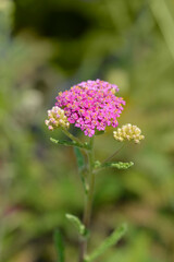 Pink Yarrow