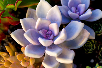 blue and yellow succulent