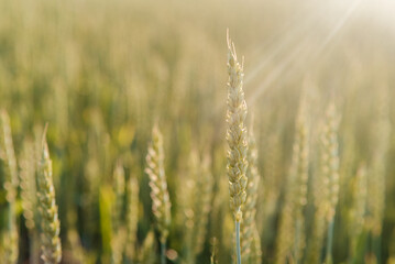 Wheat spikes close-up in the wheat field, agricultural field in the early summer, cereal crop cultivation and farming